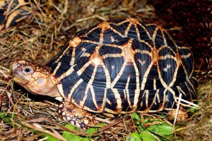 Cum să hrăniți o țestoasă de teren pe lista de domiciliu
