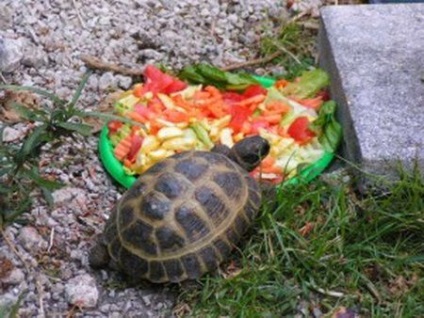 Cum să hrăniți o țestoasă de teren pe lista de domiciliu