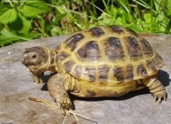 Ce să hrănești o țestoasă în timpul iernii