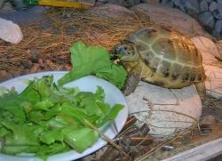 Ce să hrănești o țestoasă în timpul iernii