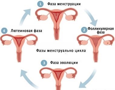 În ce timp după lunar este posibil să rămâneți gravidă