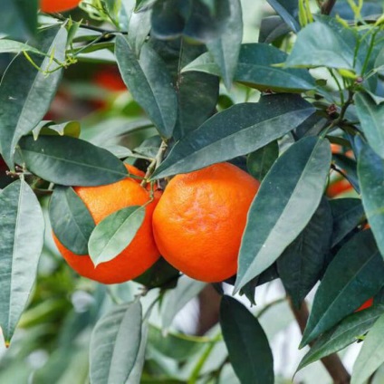 Ce înseamnă mandarina?