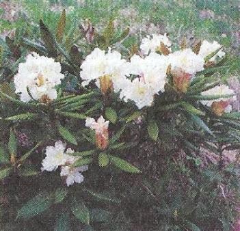 Flori pentru soluri acide - grădini de Siberia