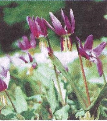 Flori pentru soluri acide - grădini de Siberia