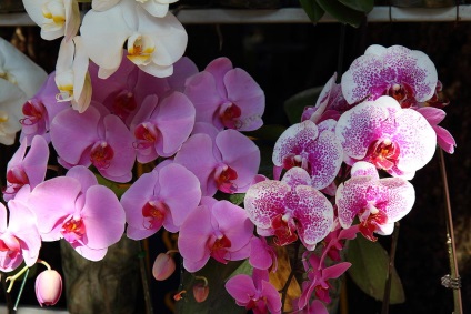 Flori din Thailanda