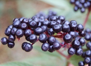 Flori, negru fructe de pădure proprietăți medicinale negru și contraindicații, rețete