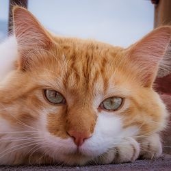Dermatofitoza la pisici simptome, cauze, tratament - totul despre pisici si pisici cu dragoste