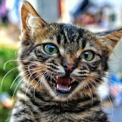 Dermatofitoza la pisici simptome, cauze, tratament - totul despre pisici si pisici cu dragoste