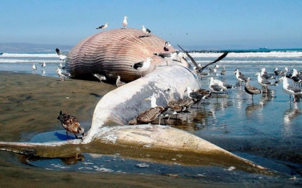 Raport privind balena albastră pentru copii