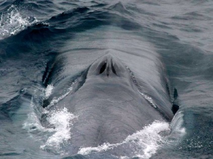 Raport privind balena albastră pentru copii
