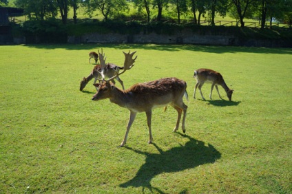 Atracții ale lacului Garda, parcul italian sigurta, știu în străinătate