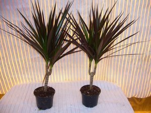 Specii Dracaena cu fotografii, nume și descriere a plantelor verzi, în special îngrijirea în casă