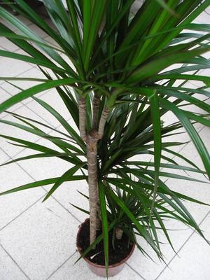 Dracaena fajok fényképekkel, nevekkel és leírással örökzöld növények, különös tekintettel az otthoni ápolásra