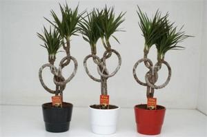 Dracaena fajok fényképekkel, nevekkel és leírással örökzöld növények, különös tekintettel az otthoni ápolásra