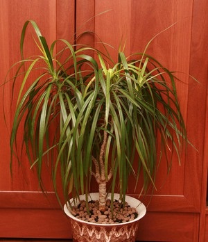 Specii Dracaena cu fotografii, nume și descriere a plantelor verzi, în special îngrijirea în casă