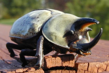 Lemn de tăiat-titan - cel mai mare gândac din lume