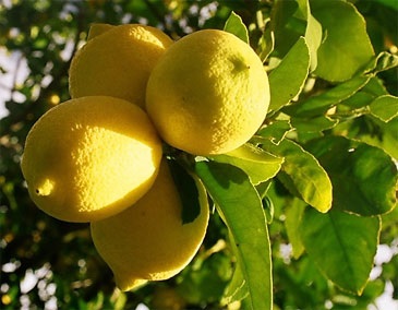 A citrom illóolaj - gyógyhatása