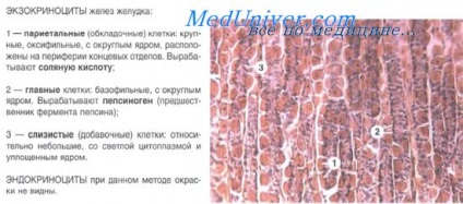 Epitheliul glandelor stomacului