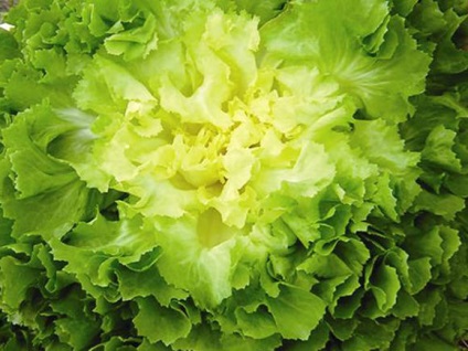 Escariol - saláta cikória - saláta - zöld kultúrák - zöldségtermesztés