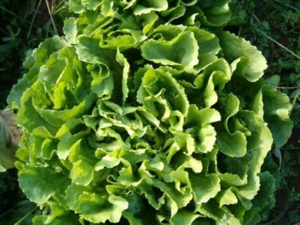 Escariol - cicoare de salată - salată - culturi verzi - culturi legumicole