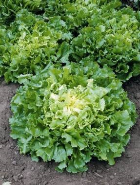 Escariol - saláta cikória - saláta - zöld kultúrák - zöldségtermesztés