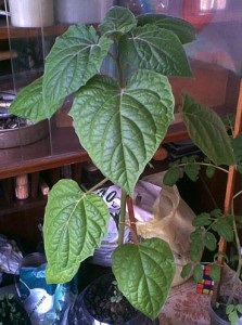 Physalis ananas (grădina rusă), inspectorul Semkin