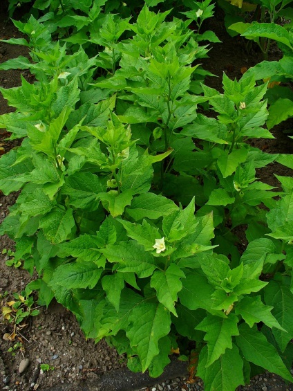 Physalis cultivare și îngrijire, fotografii plantate plante