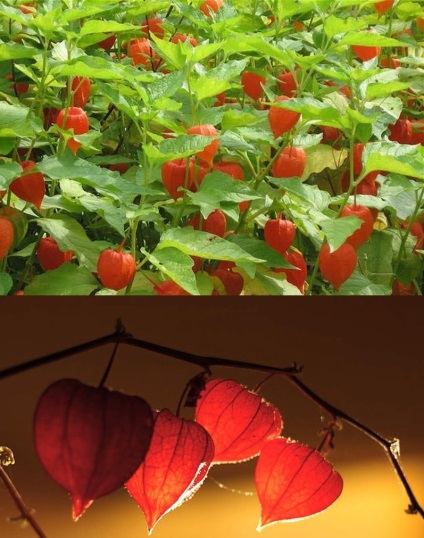 Physalis cultivare și îngrijire, fotografii plantate plante