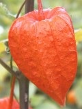 Physalis cultivare și îngrijire, fotografii plantate plante