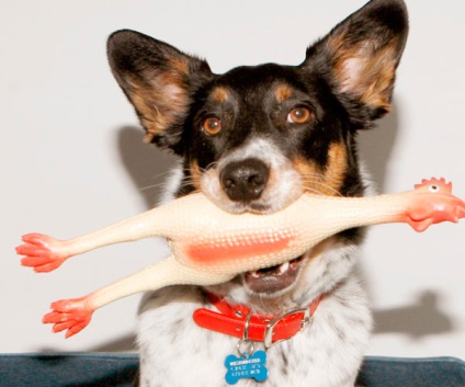 Fotografii de câini cu cele mai amuzante jucării din lume