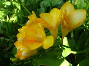 Freesia egy tavasz, példás tanya