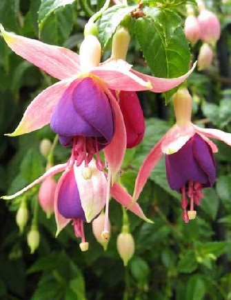 Fuchsia îngrijire, cultivare, udare, plantare acasă