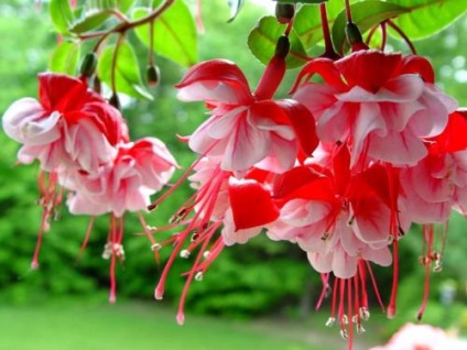 Fuchsia îngrijire, cultivare, udare, plantare acasă