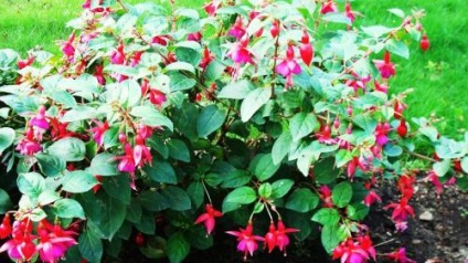 Fuchsia îngrijire, cultivare, udare, plantare acasă