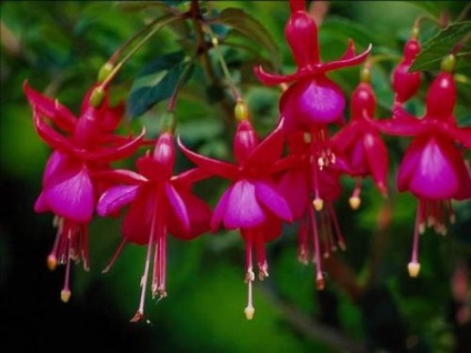 Fuchsia îngrijire, cultivare, udare, plantare acasă