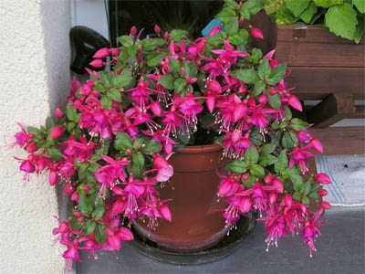 Fuchsia îngrijire, cultivare, udare, plantare acasă