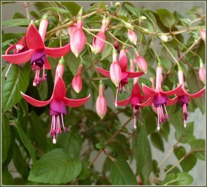 Fuchsia îngrijire, cultivare, udare, plantare acasă