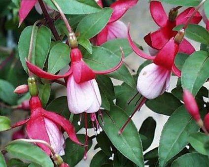 Fuchsia îngrijire, cultivare, udare, plantare acasă