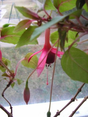 Fuchsia îngrijire, cultivare, udare, plantare acasă