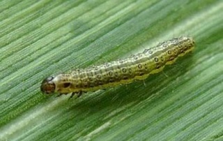 Fusarioza de porumb (fusarium moniliforme)