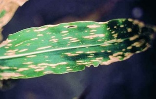 Fusarioza de porumb (fusarium moniliforme)