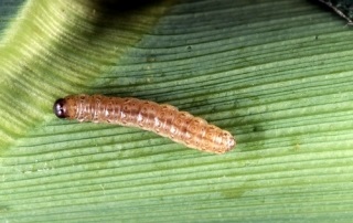 Fusarioza de porumb (fusarium moniliforme)