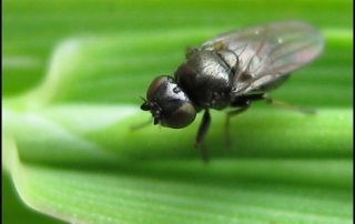 Fusarioza de porumb (fusarium moniliforme)