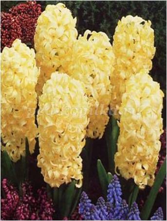 Hyacinths făcute din hârtie crep cu mâinile lor