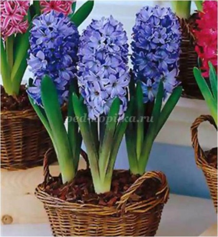 Hyacinths făcute din hârtie crep cu mâinile lor