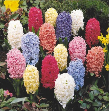 Hyacinths făcute din hârtie crep cu mâinile lor