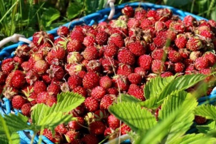 Caracteristică hibridă de căpșuni și căpșuni