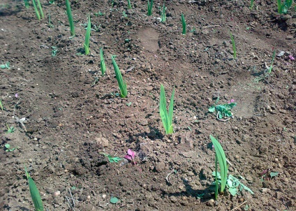 Gladioli plantare și îngrijire în câmp deschis, instruire