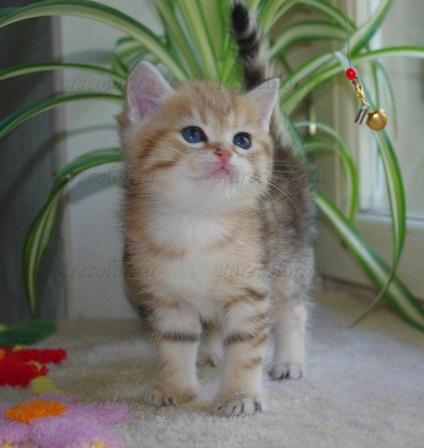 Acasă - canisa de pisici britanice de culori rare - culoare rară
