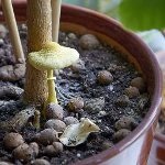 Ciupercile din țară cum să crească
